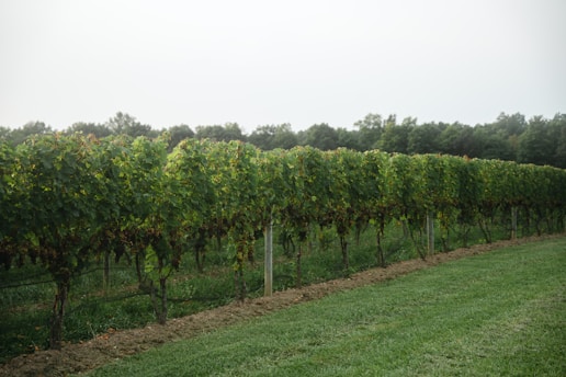 green grass field with trees