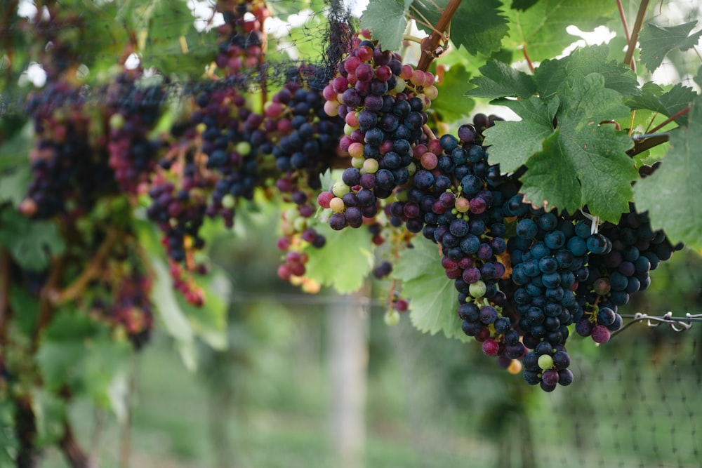 blue and red round fruits