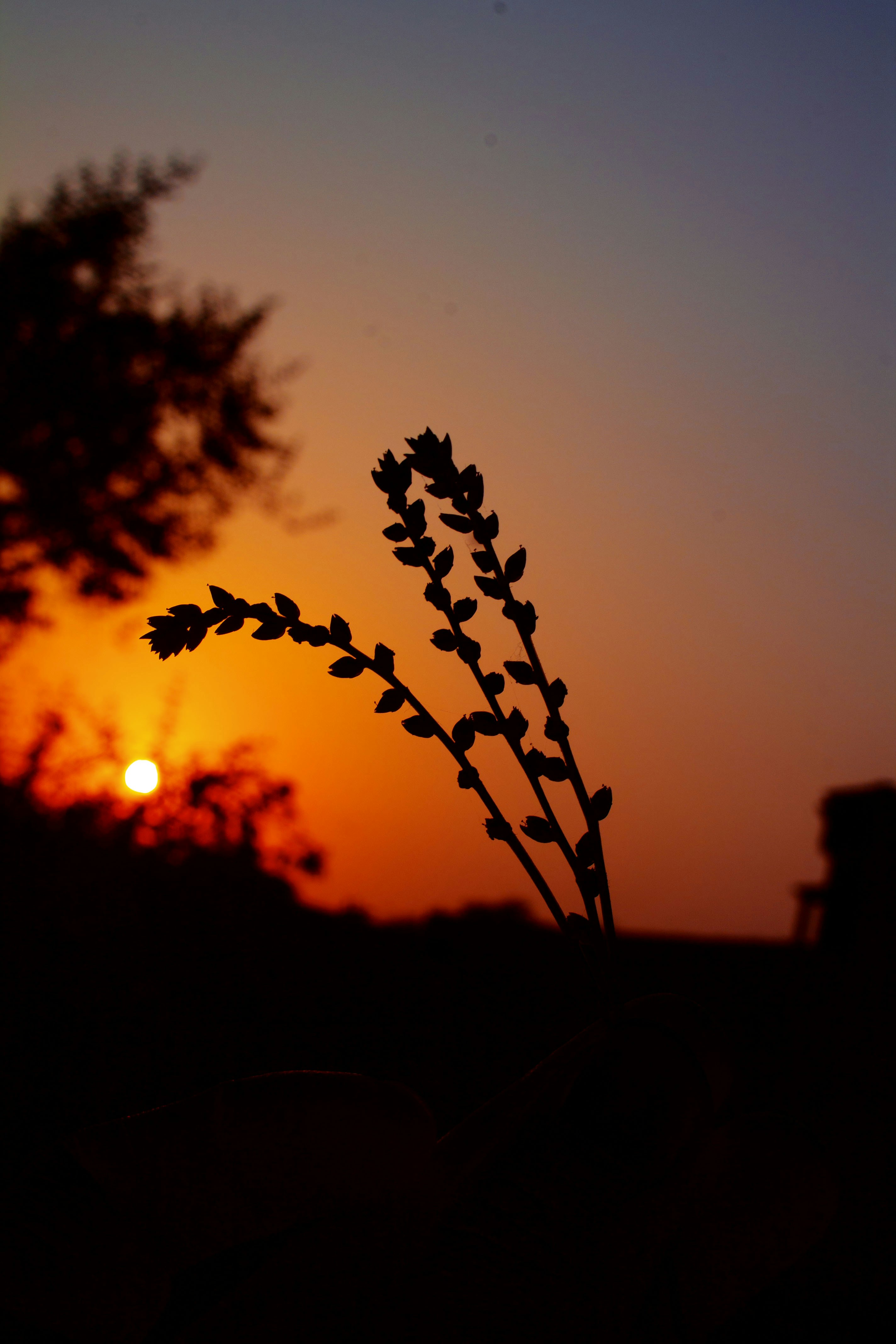 silhouette of plant during sunset
