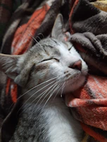 A cat is peacefully sleeping, nestled in a pile of warm, soft blankets. Its eyes are closed, and it looks very comfortable and relaxed.