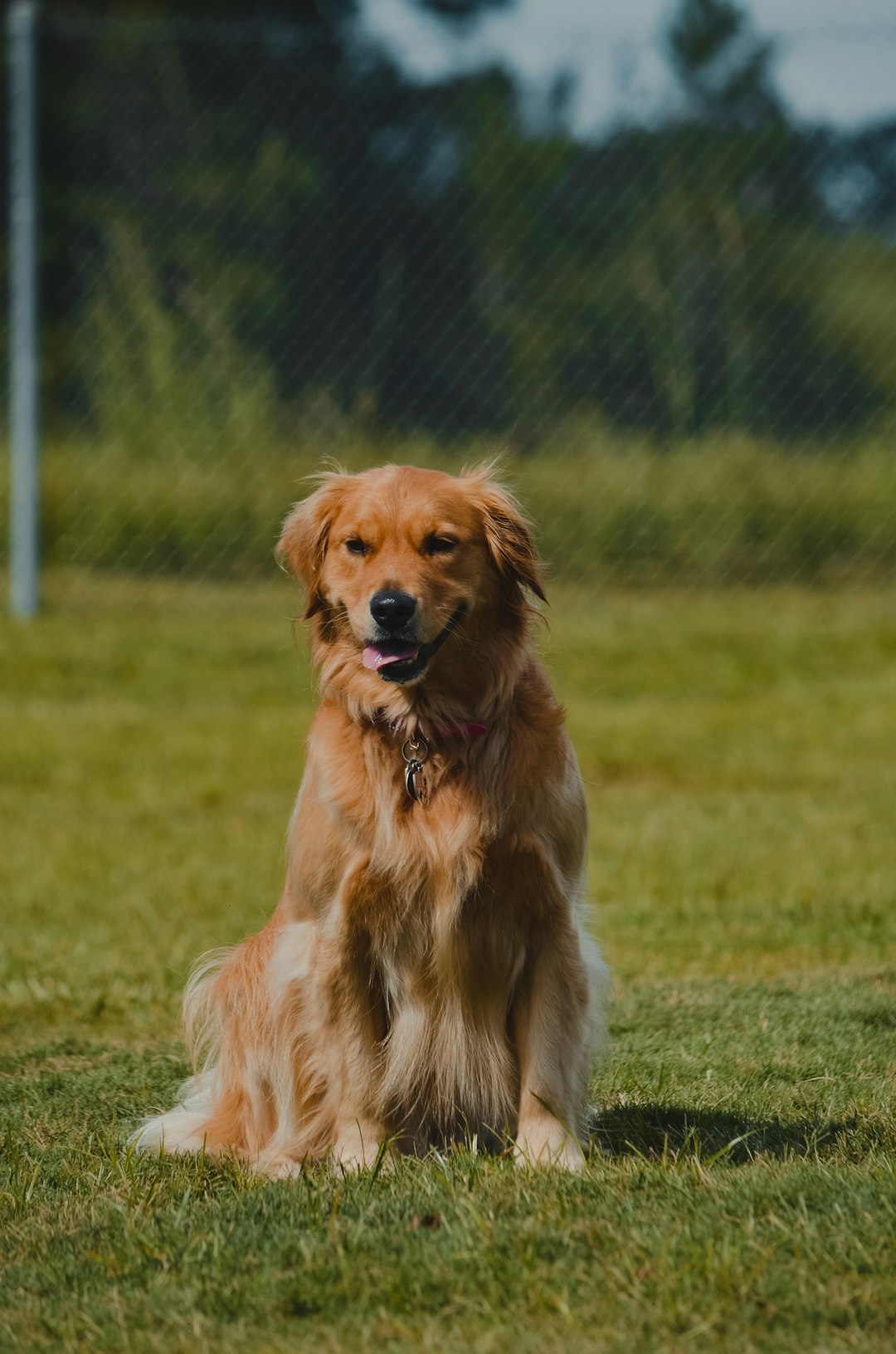 golden retriever lying on green grass field during daytime