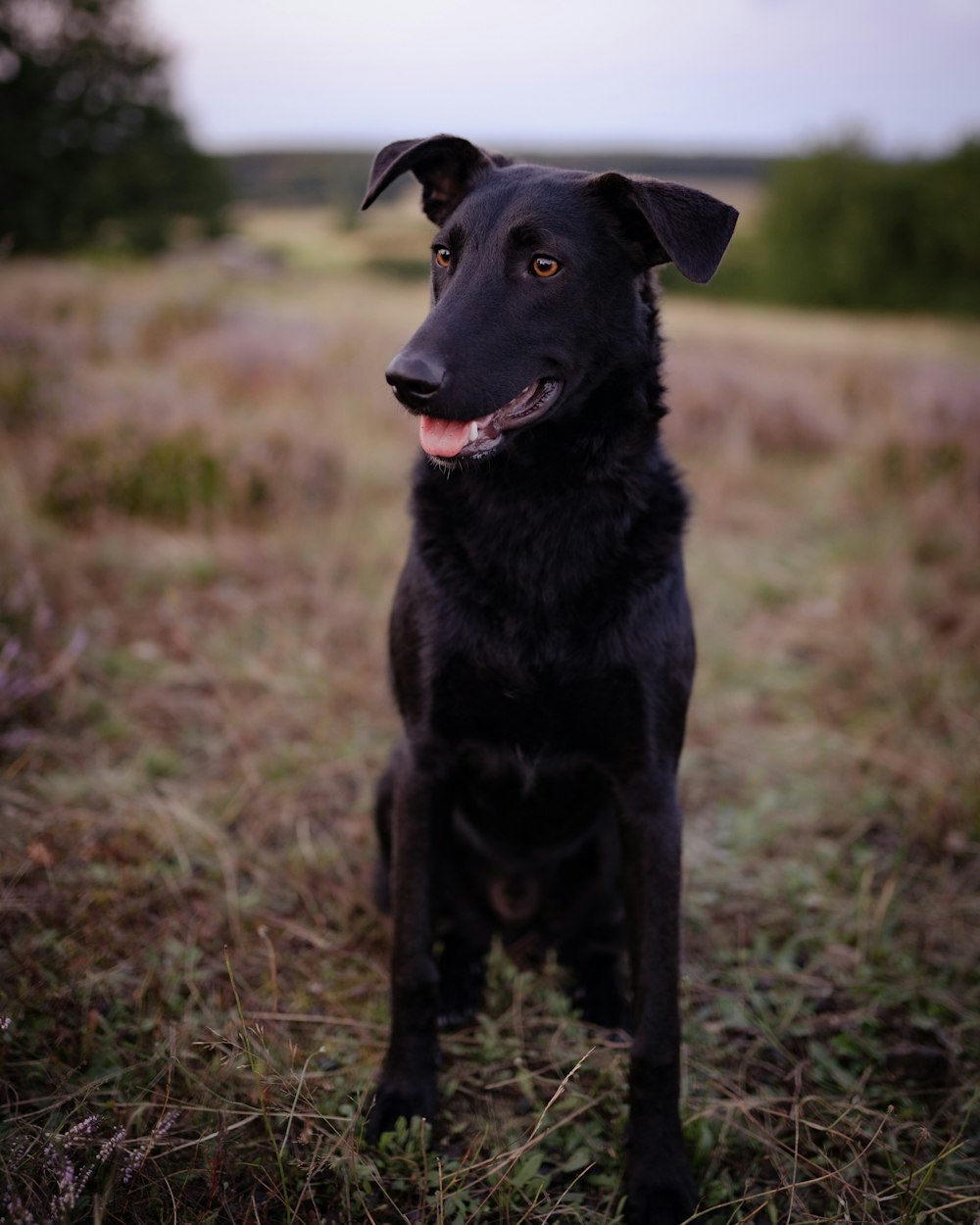 black short coat medium dog on green grass field during daytime