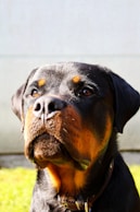 chien rottweiler 