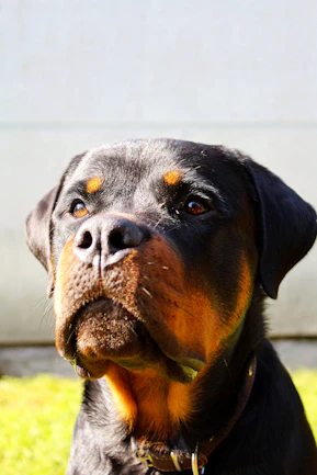 chien rottweiler 