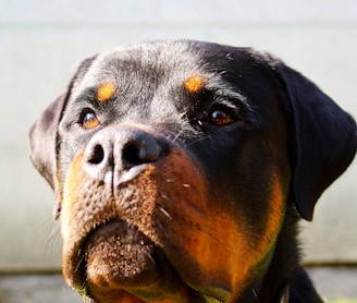 a black and brown dog sitting on top of a lush green field