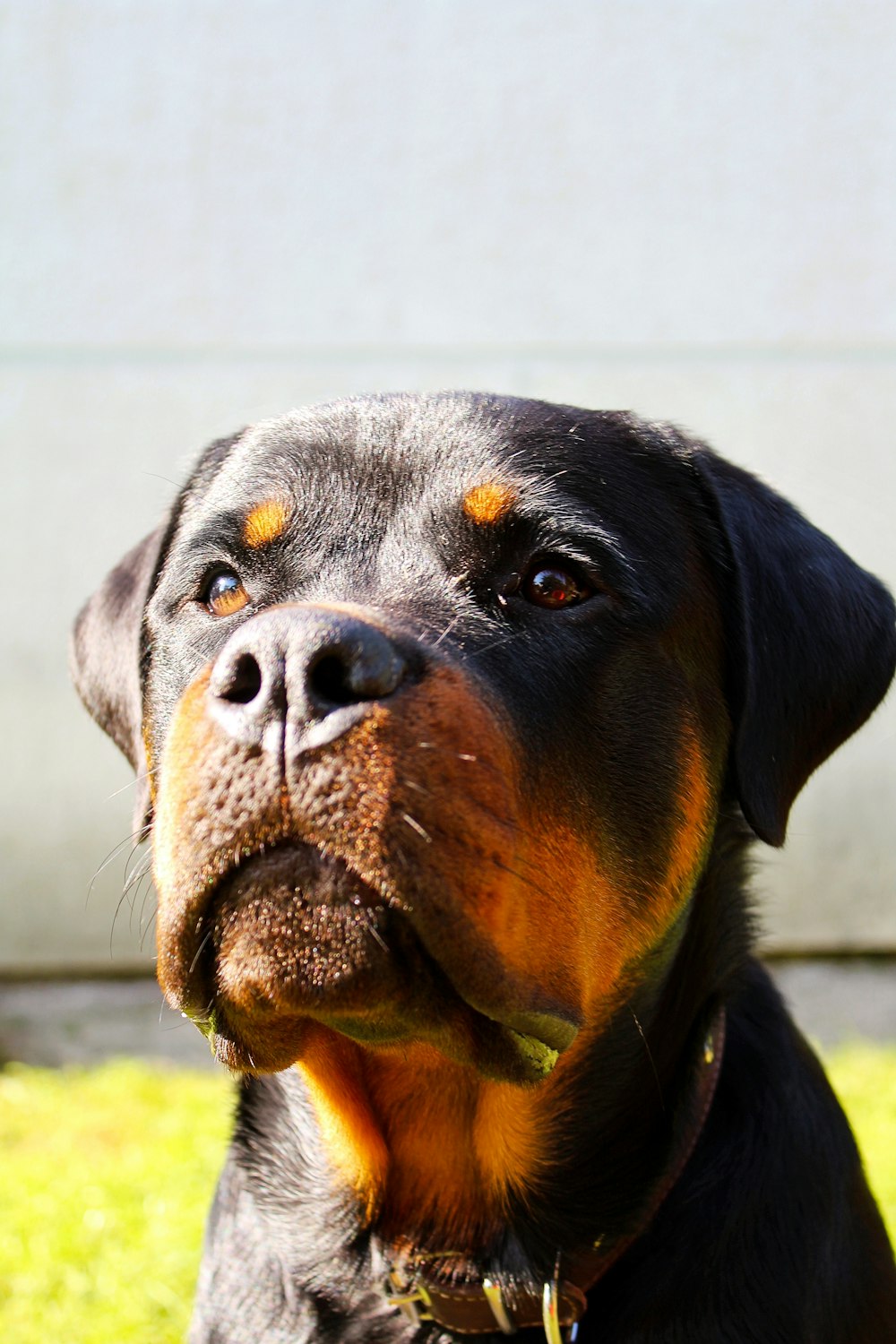 a black and brown dog sitting on top of a lush green field