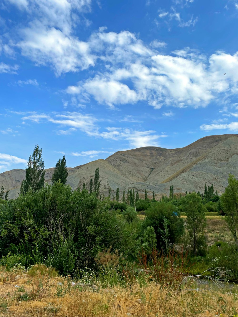 green trees near brown mountain under blue sky during daytime