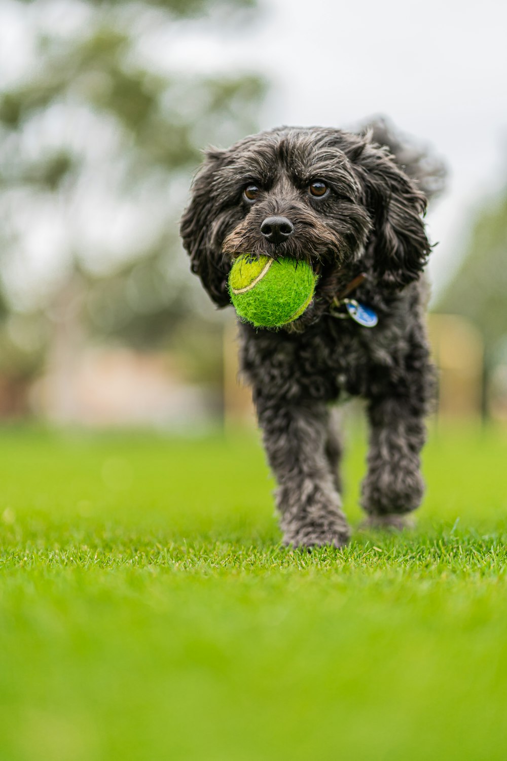 black and gray long coated small dog biting green ball on green grass during daytime