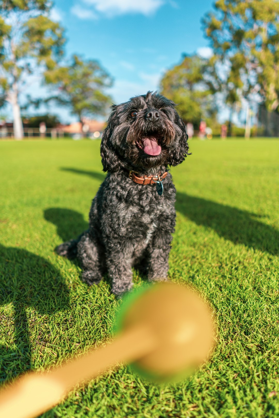 black long coat small dog on green grass field during daytime