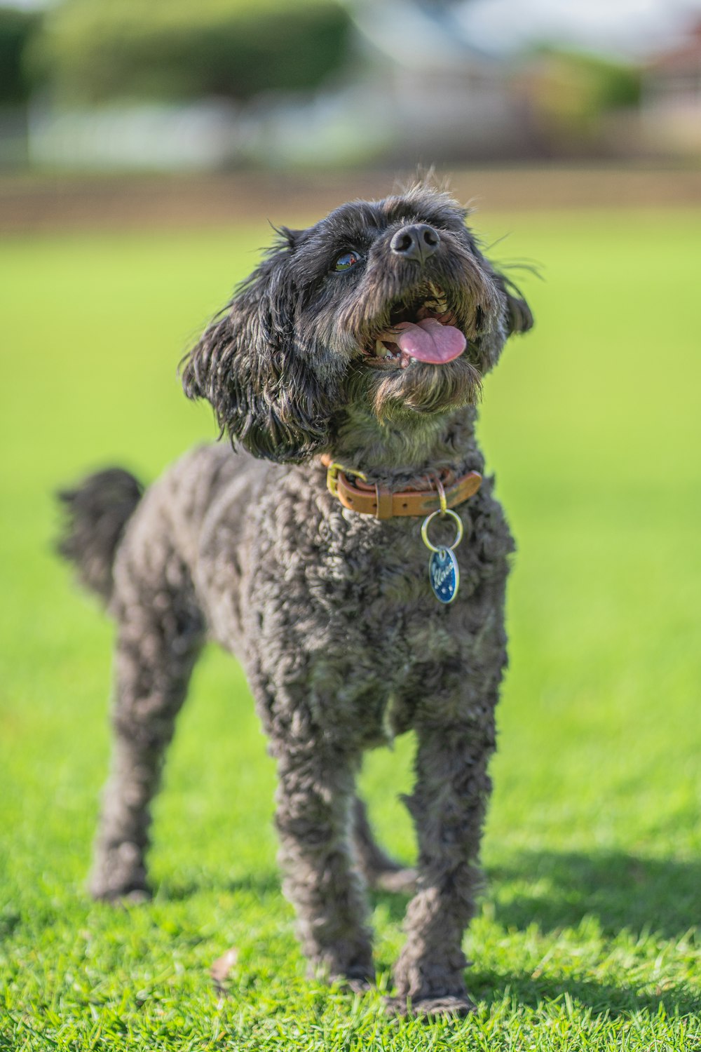 Perro pequeño de pelaje corto negro y gris en un campo de hierba verde durante el día