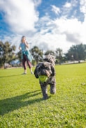 black and brown long coated small dog on green grass field during daytime