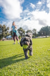 dogAdvisor | dogadvisor | dog advisor | dogAdvisor.dog