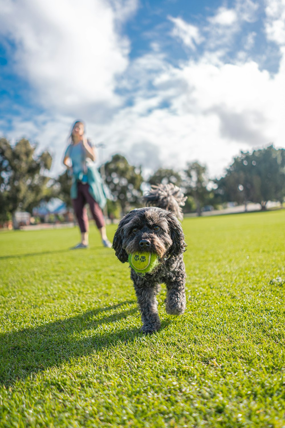 schwarzer und brauner langhaariger kleiner Hund tagsüber auf grünem Grasfeld