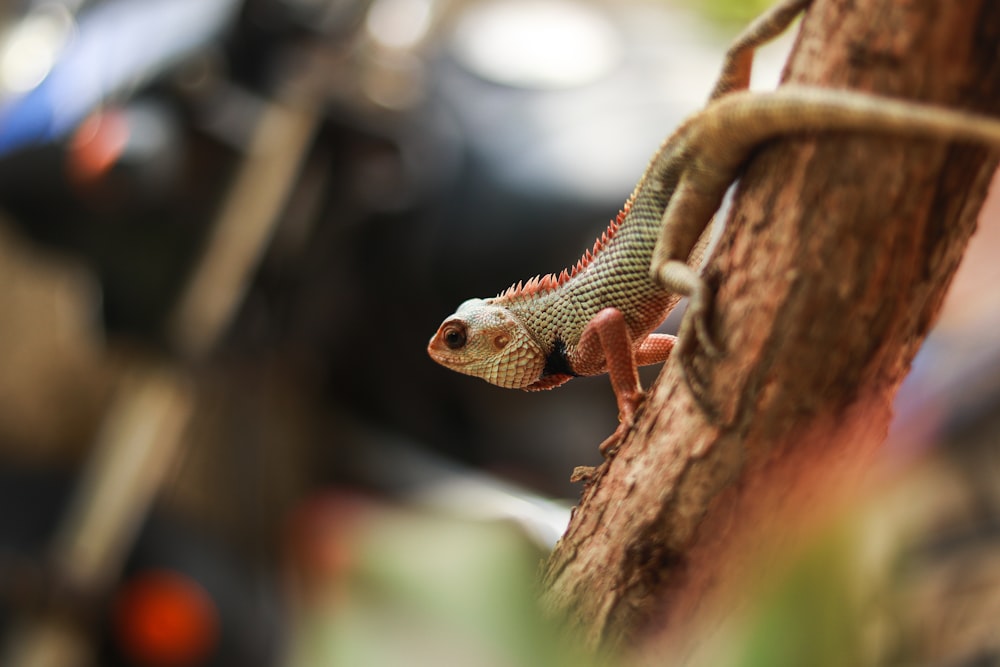 lagarto marrón en la rama de un árbol marrón