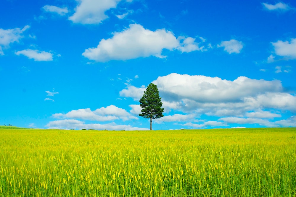 albero verde nel mezzo del campo di erba verde sotto il cielo blu e le nuvole bianche durante