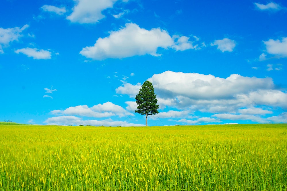 青い空と白い雲の下の緑の草原の真ん中にある緑の木