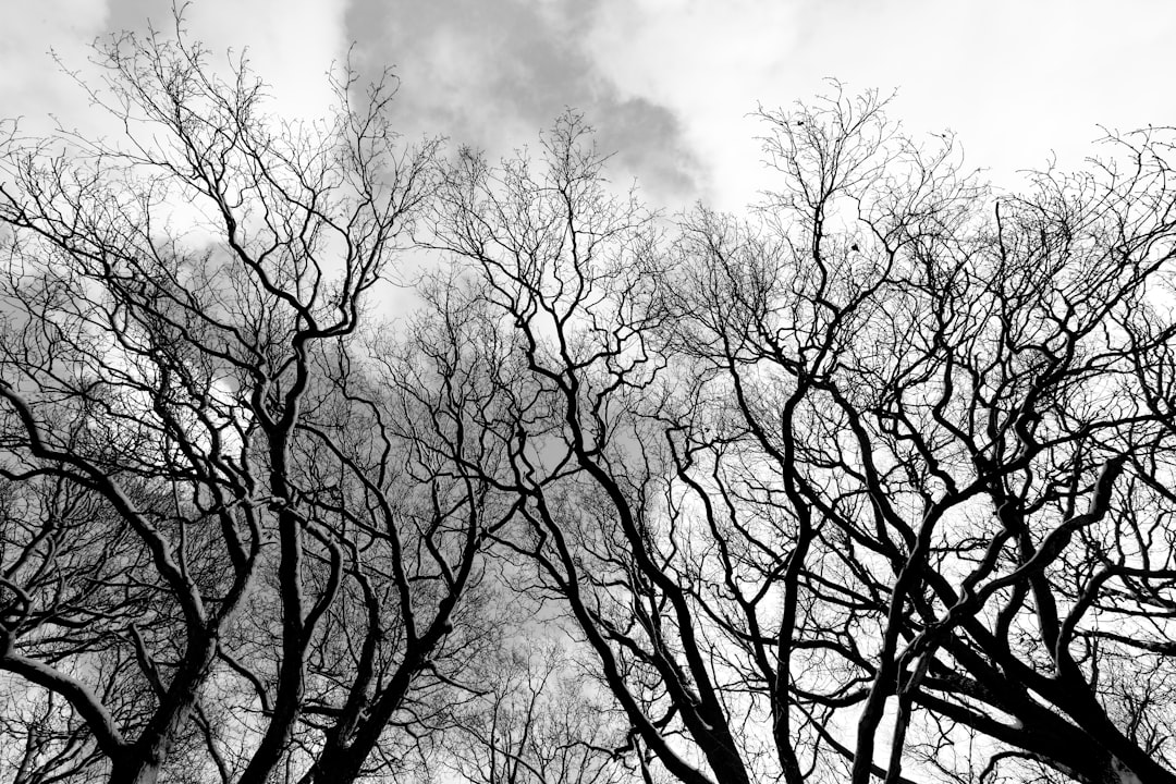 leafless tree under cloudy sky