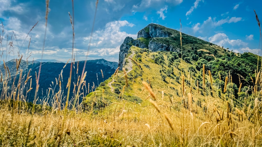 grünes Gras auf dem Berg unter blauem Himmel tagsüber