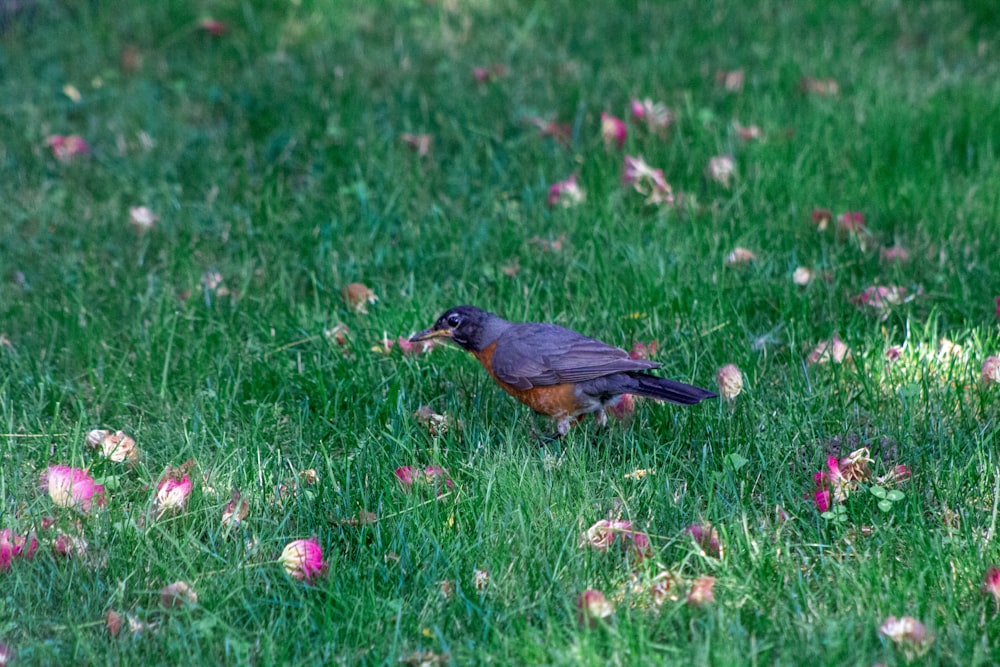 black and brown bird on green grass during daytime