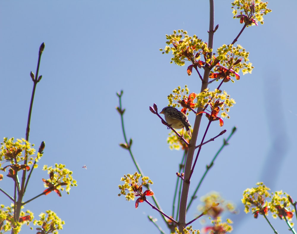 black and gray bird on yellow flower