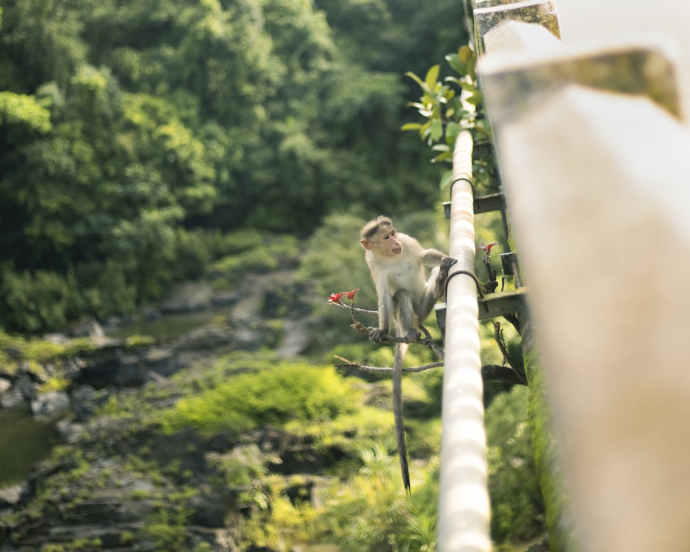 brown monkey on white metal bar during daytime