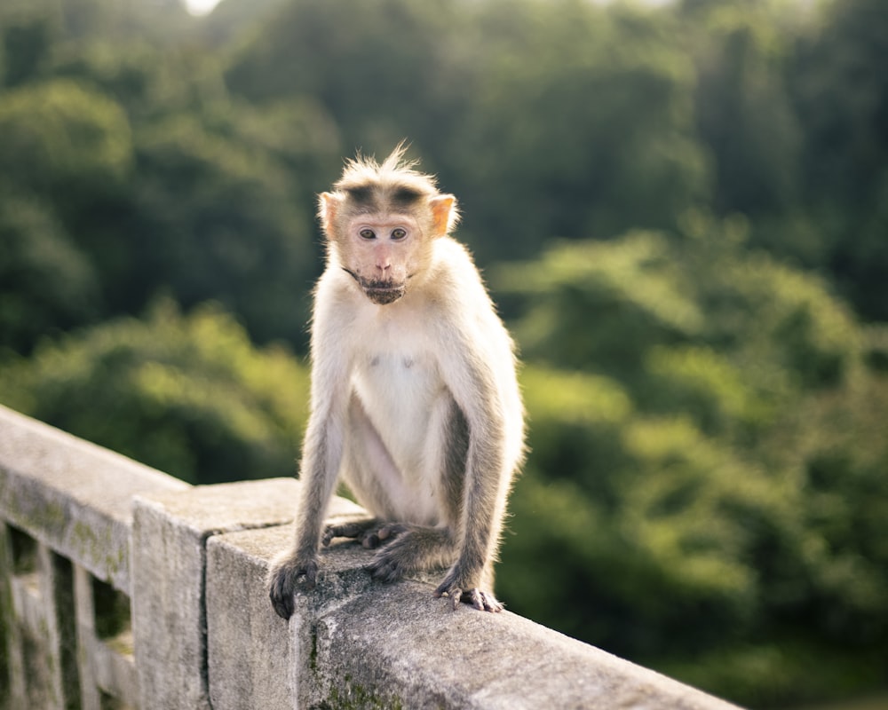 brown monkey sitting on gray concrete fence during daytime