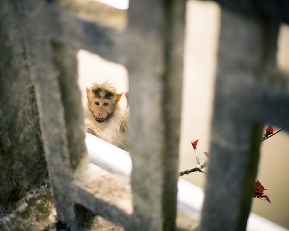 a small monkey sitting on top of a wooden bench