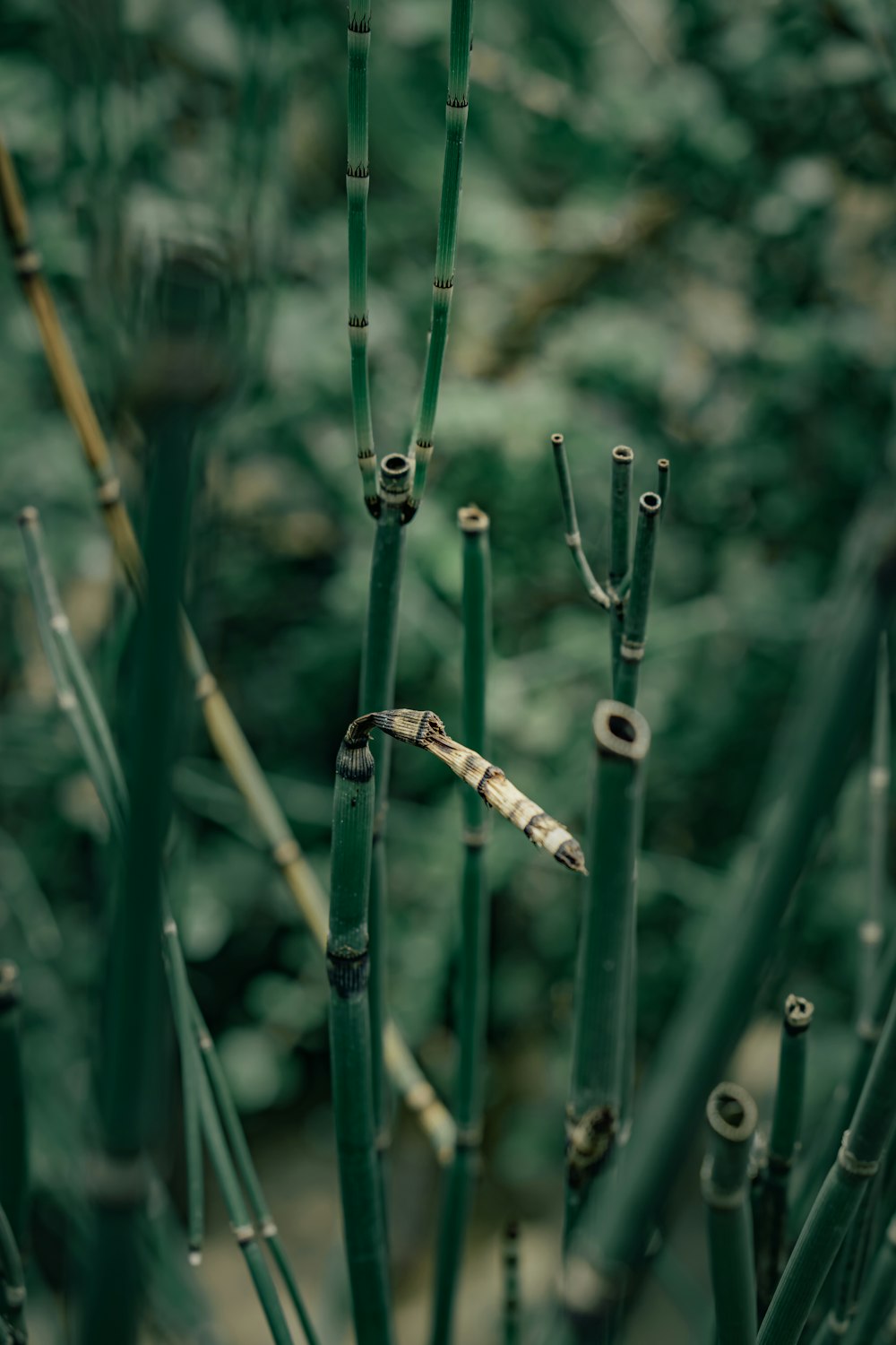 green grass with water droplets