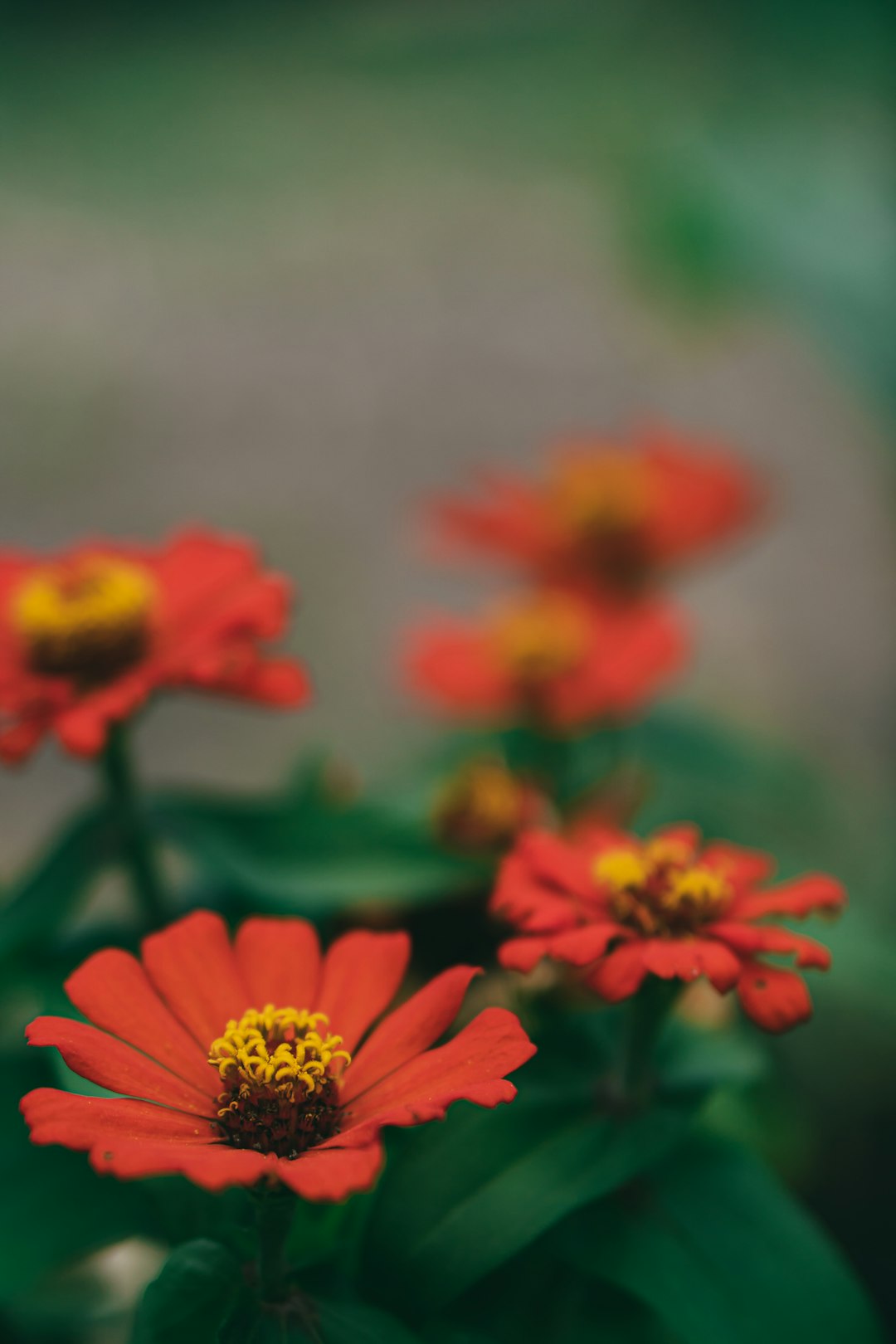 red and yellow flower in tilt shift lens