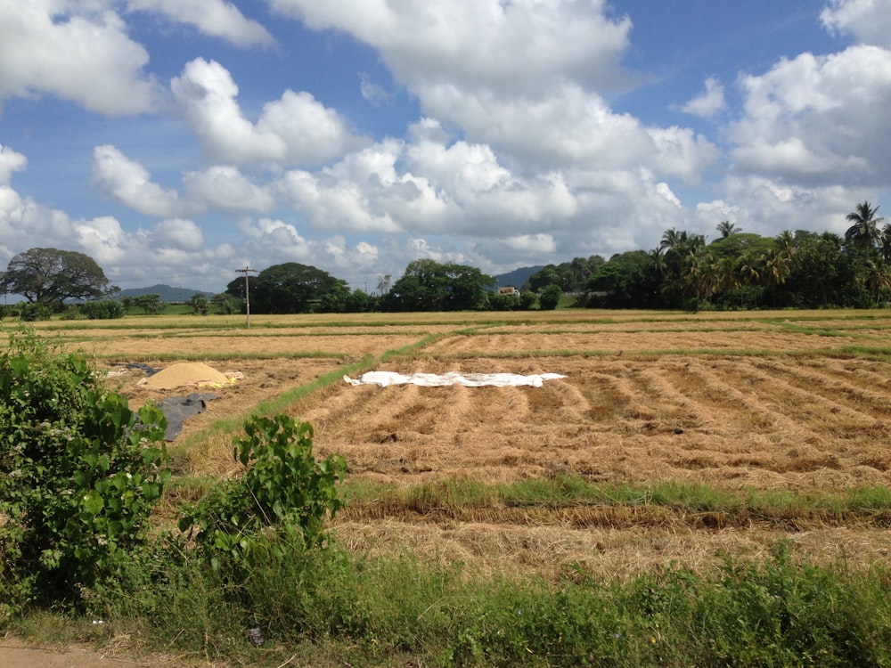 green grass field under white clouds and blue sky during daytime