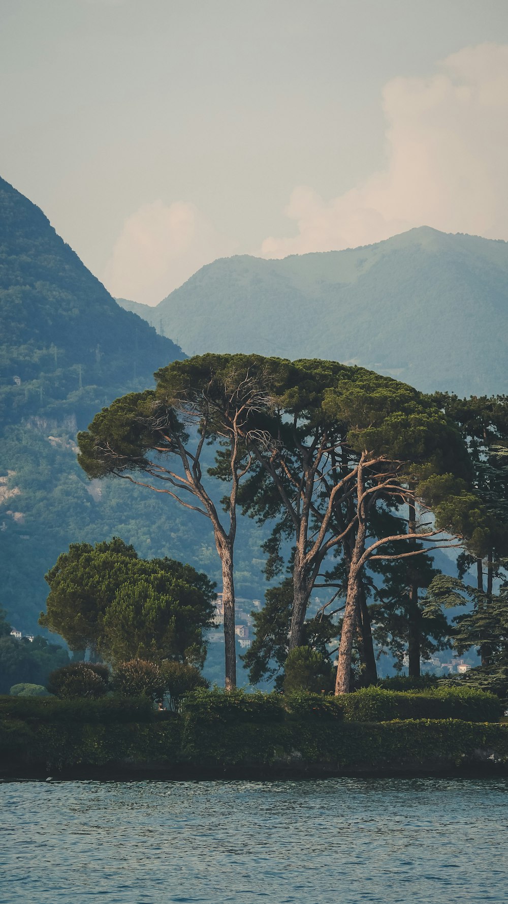 green trees on mountain during daytime