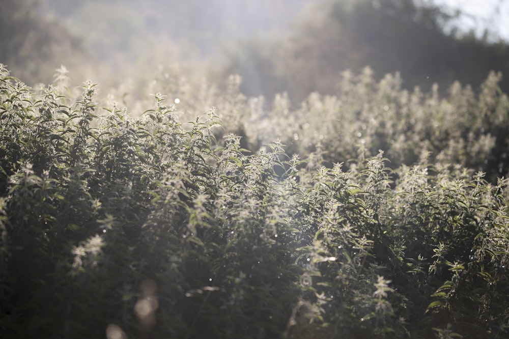 white flower field during daytime