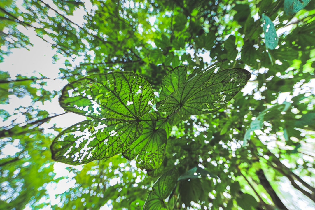 green leaves in close up photography