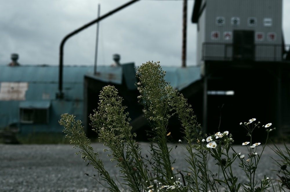 green plant on gray concrete floor