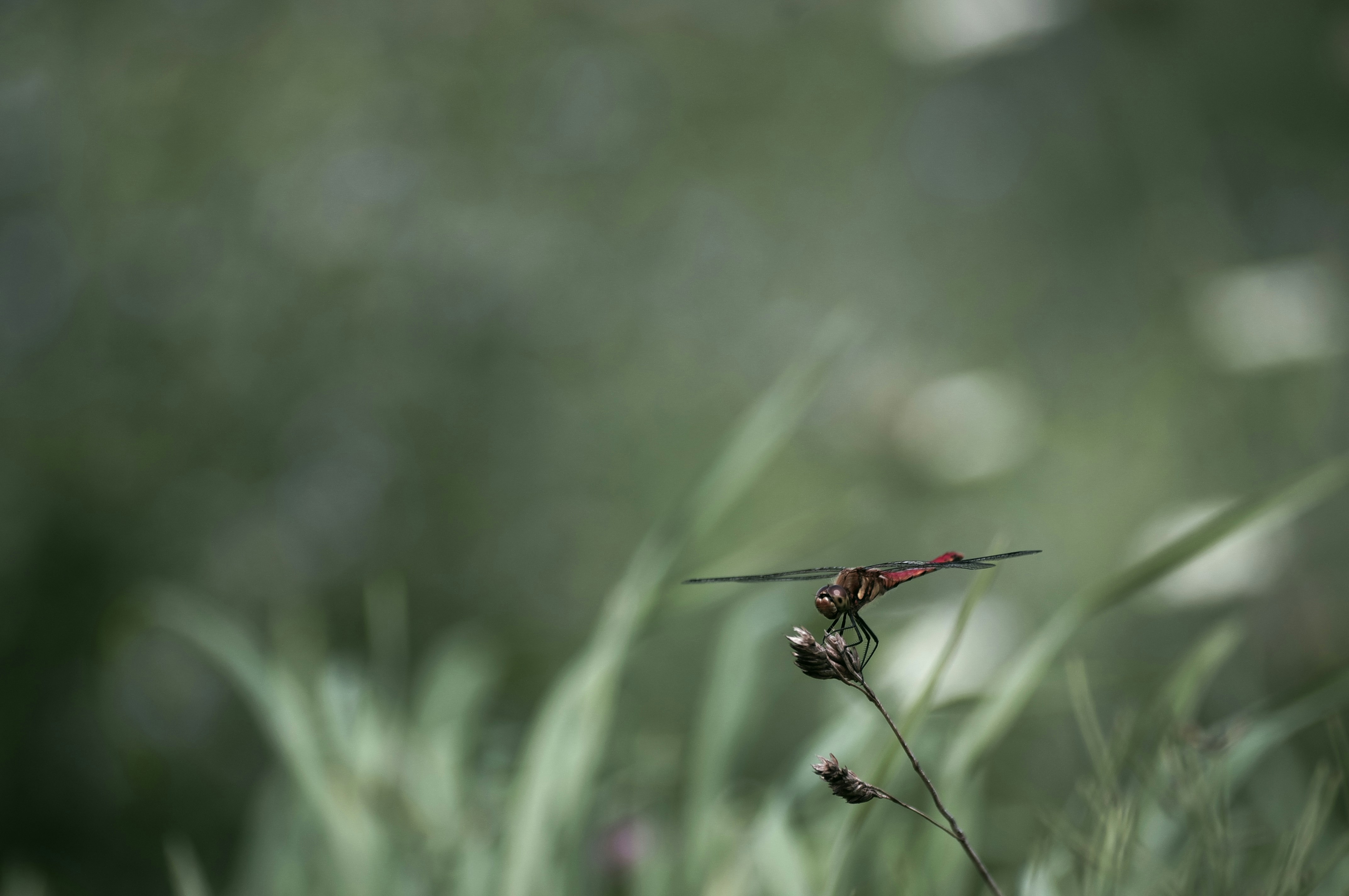 libellule rouge perchée sur l’herbe verte en gros plan pendant la journée