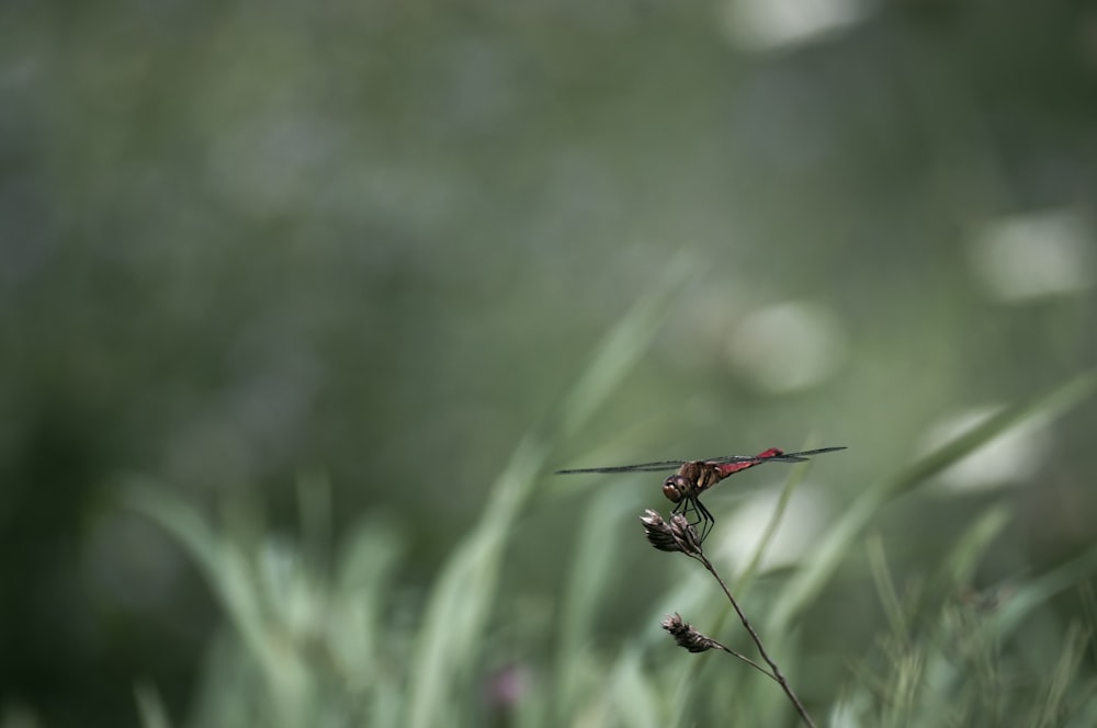 red dragonfly perched on green grass in close up photography during daytime