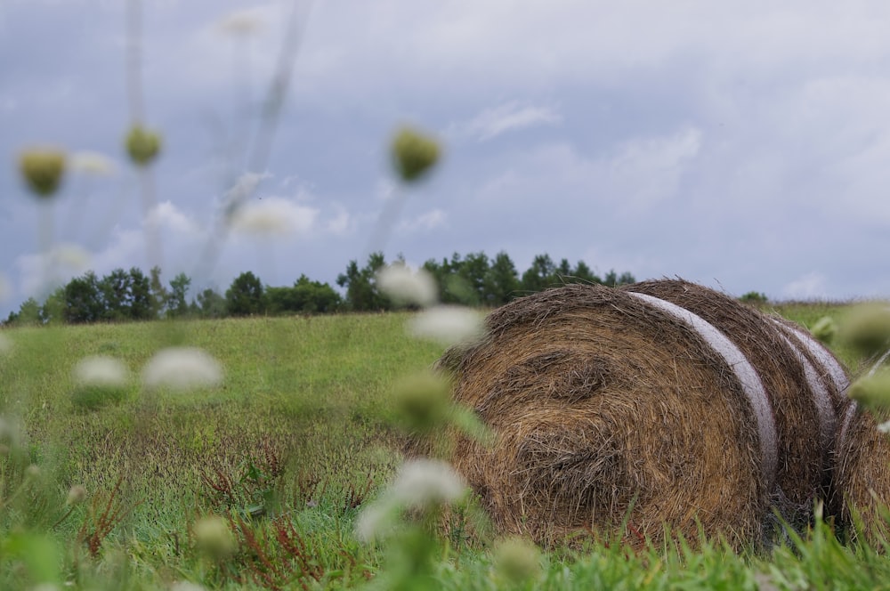 brown grass field under white clouds and blue sky during daytime