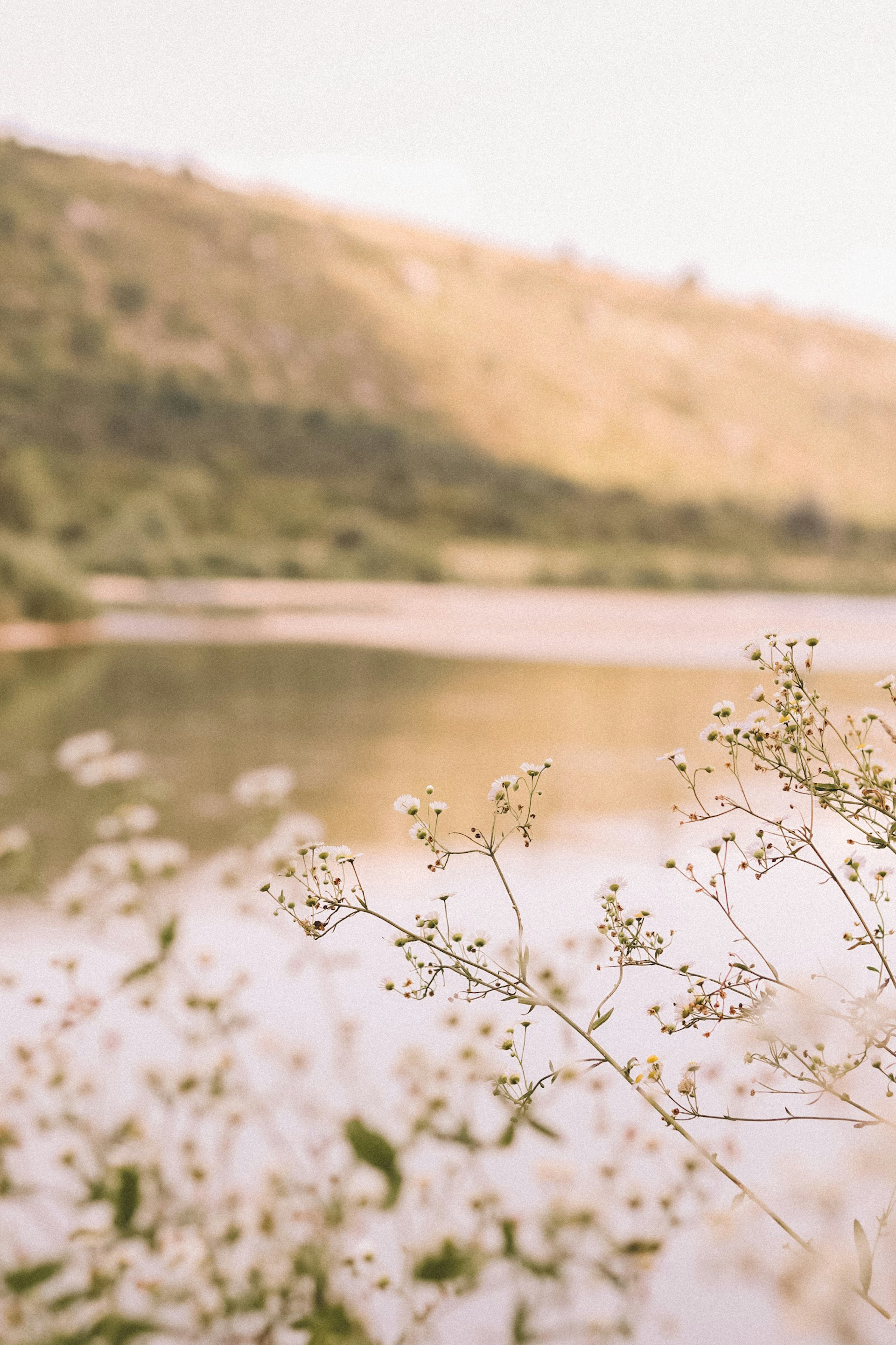 white flowers near lake during daytime