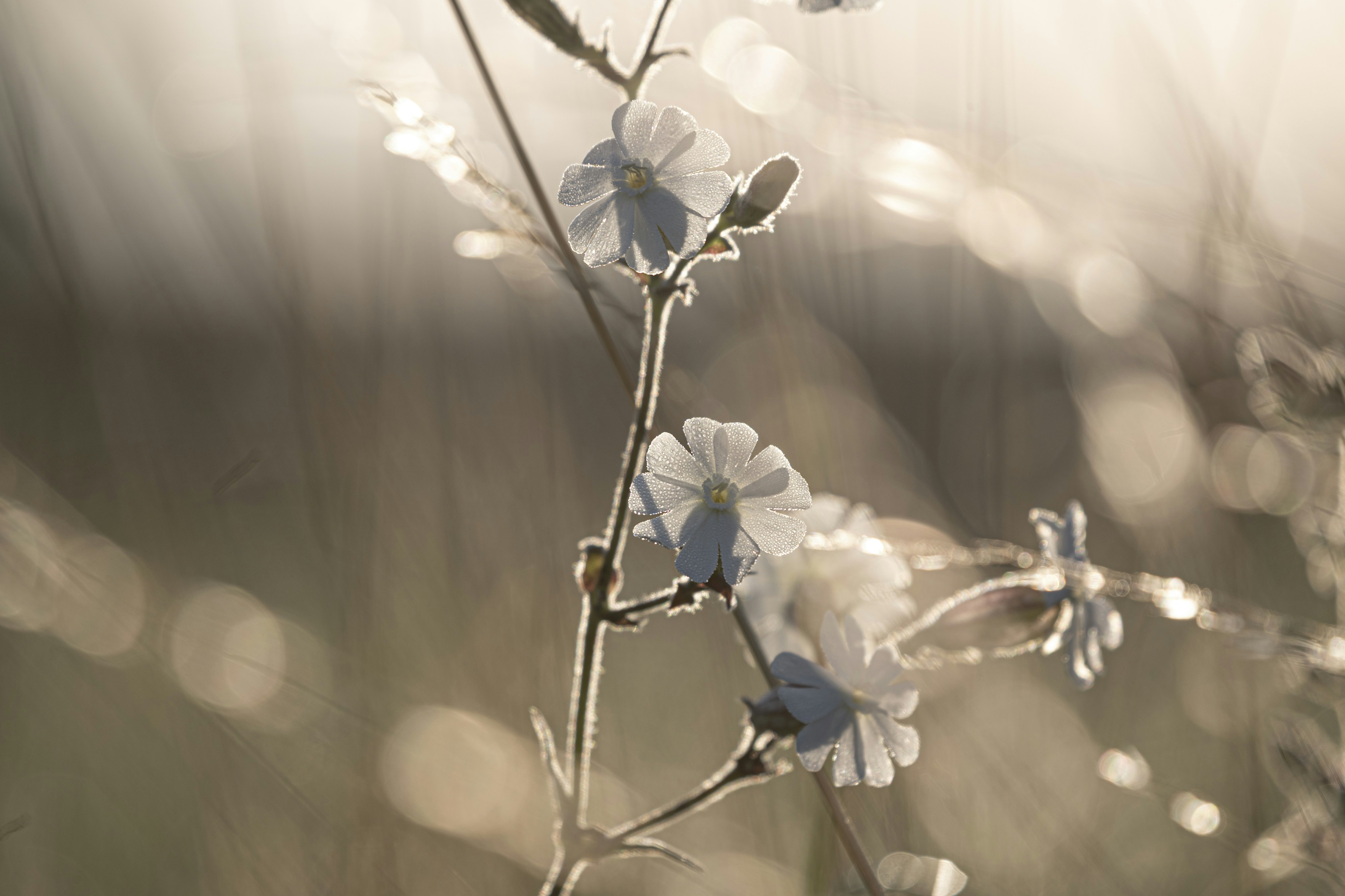 Photo by janakkudrnova