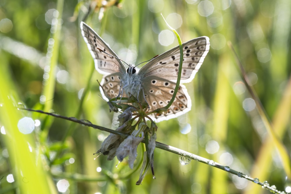 blue and white butterfly perched on purple flower in close up photography during daytime