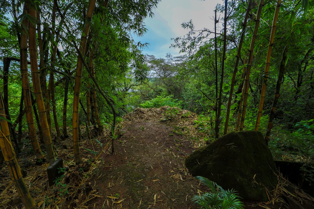 green trees on brown soil