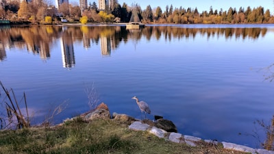 A tranquil lake scene with a heron standing near the shore. The water reflects the surrounding high-rise buildings and trees, creating a mirror-like effect. The sky is clear and blue, complementing the calm nature of the environment.