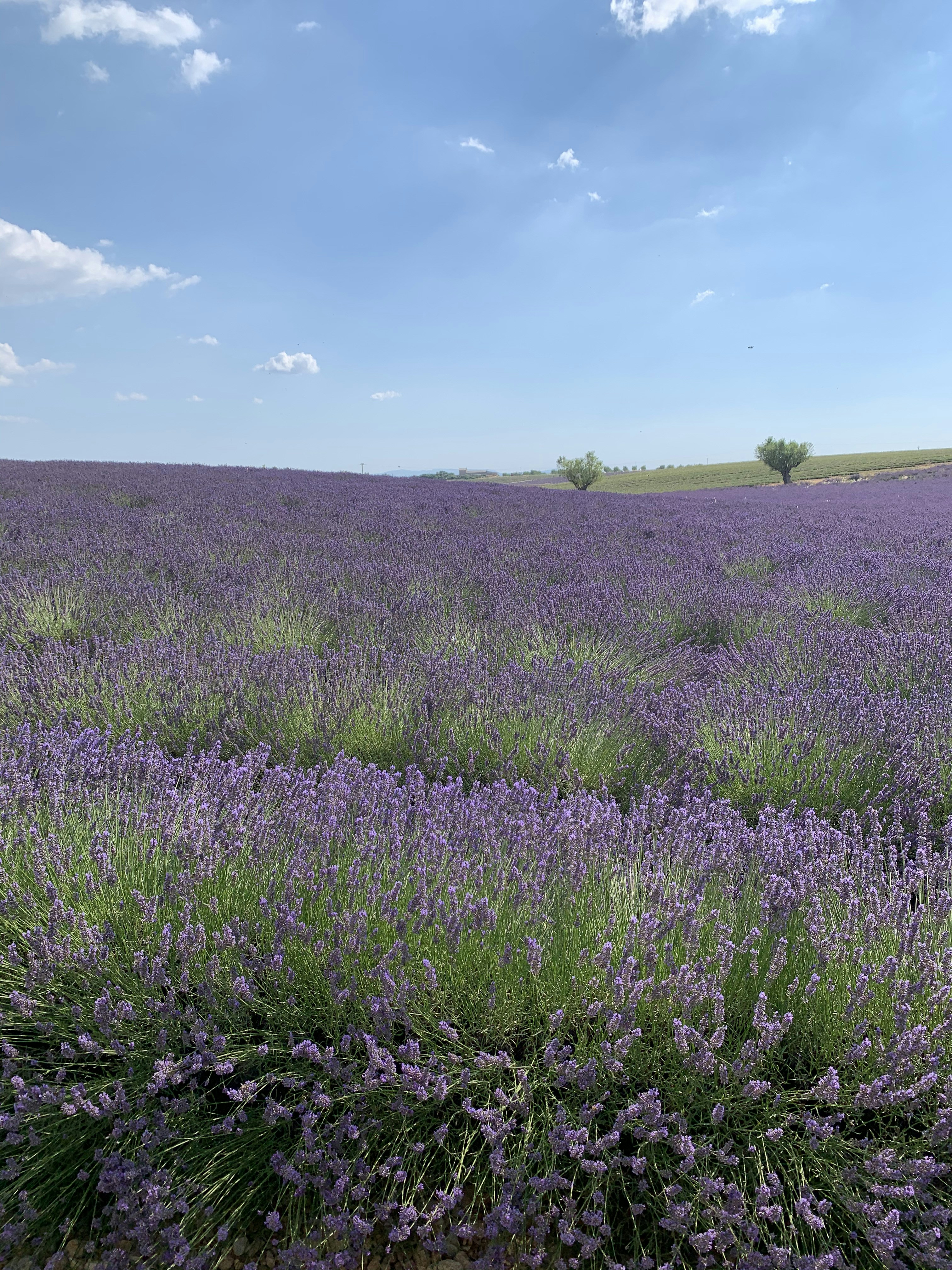 Photo by francoisbanvillet