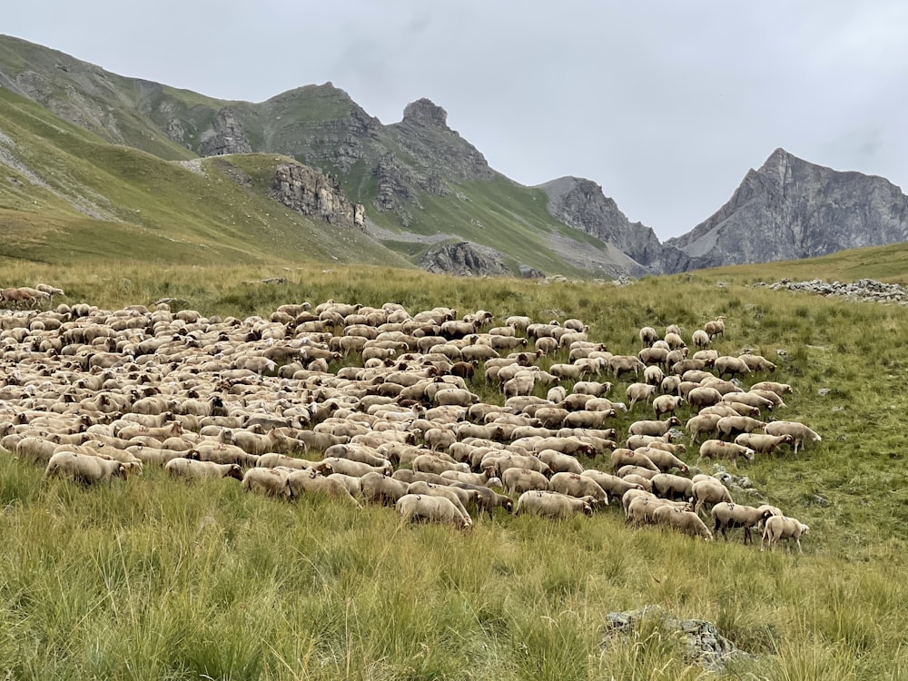 green grass field near mountain during daytime