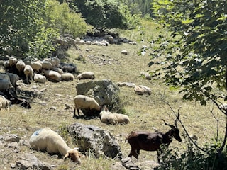 A pastoral scene with a group of sheep and a goat resting in a grassy area surrounded by trees. The animals are scattered across the terrain, some lying down and others grazing. The environment appears tranquil, with dappled sunlight filtering through the foliage.