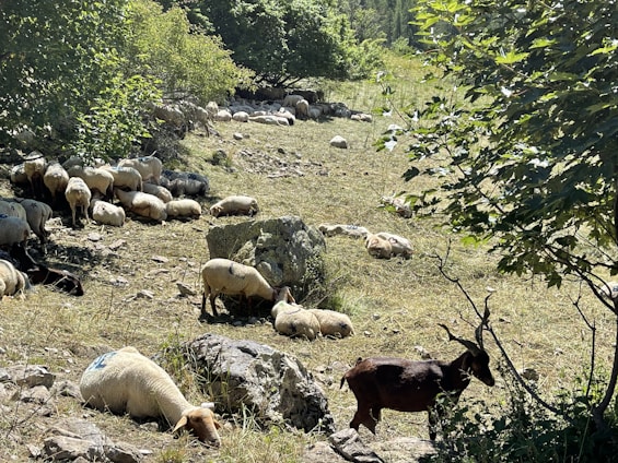 A pastoral scene with a group of sheep and a goat resting in a grassy area surrounded by trees. The animals are scattered across the terrain, some lying down and others grazing. The environment appears tranquil, with dappled sunlight filtering through the foliage.