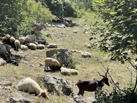 A pastoral scene with a group of sheep and a goat resting in a grassy area surrounded by trees. The animals are scattered across the terrain, some lying down and others grazing. The environment appears tranquil, with dappled sunlight filtering through the foliage.