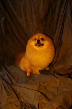 A fluffy, orange-colored dog with a cheerful expression sits on crumpled, dark fabric. Its coat is thick and well-groomed, and it appears to be a small breed. The background consists of folds of fabric that create an informal backdrop.