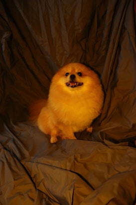 A fluffy, orange-colored dog with a cheerful expression sits on crumpled, dark fabric. Its coat is thick and well-groomed, and it appears to be a small breed. The background consists of folds of fabric that create an informal backdrop.