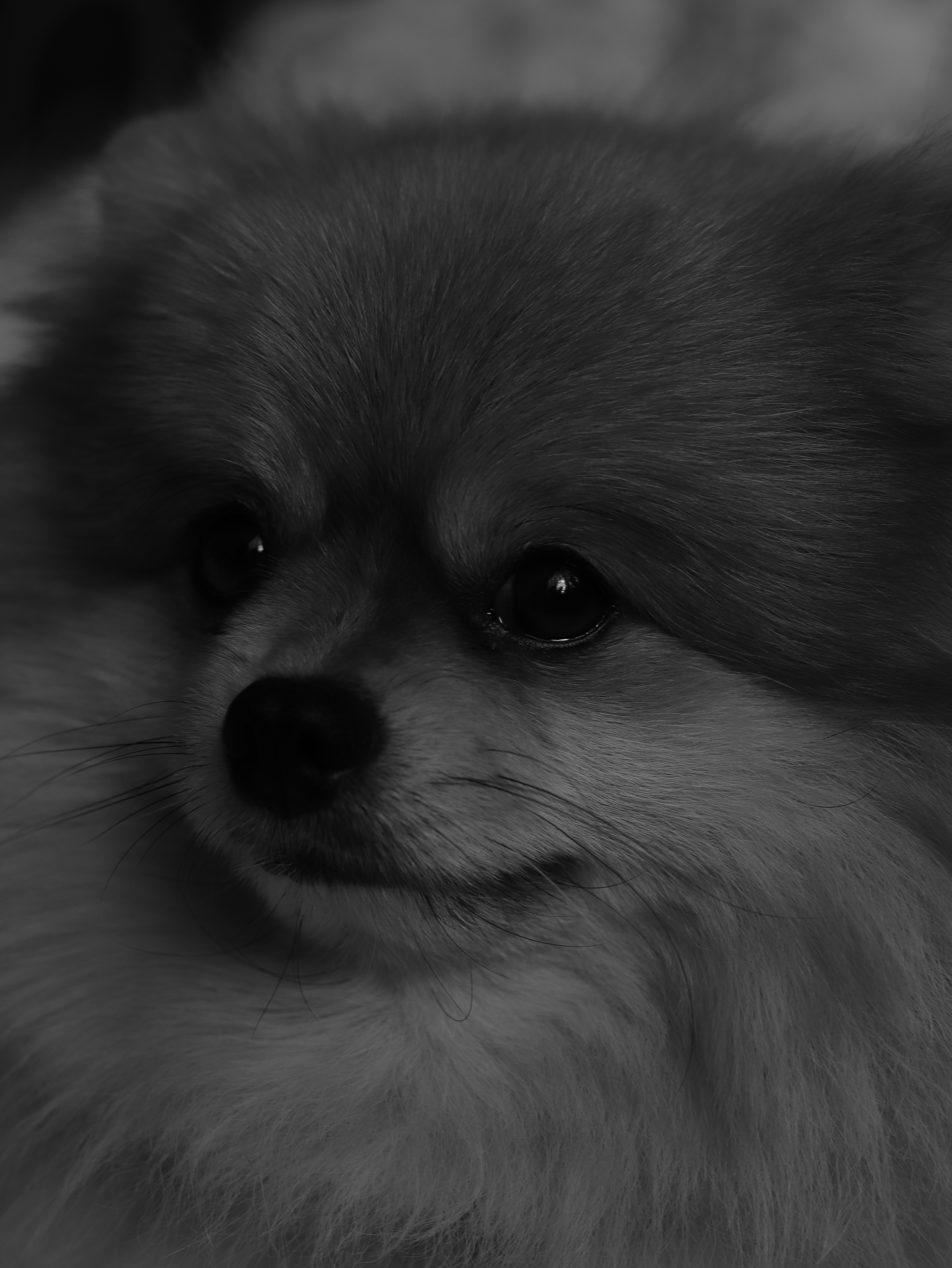 白と茶色のポメラニアンの子犬の写真 Unsplashで見つける犬の無料写真